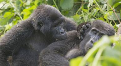 Best Time to Visit Uganda