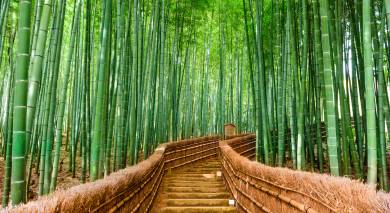 Kyoto, Japan at the Bamboo Forest Asia
