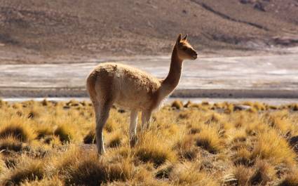 A New Way to Experience the Landscapes of the West – Train Travel