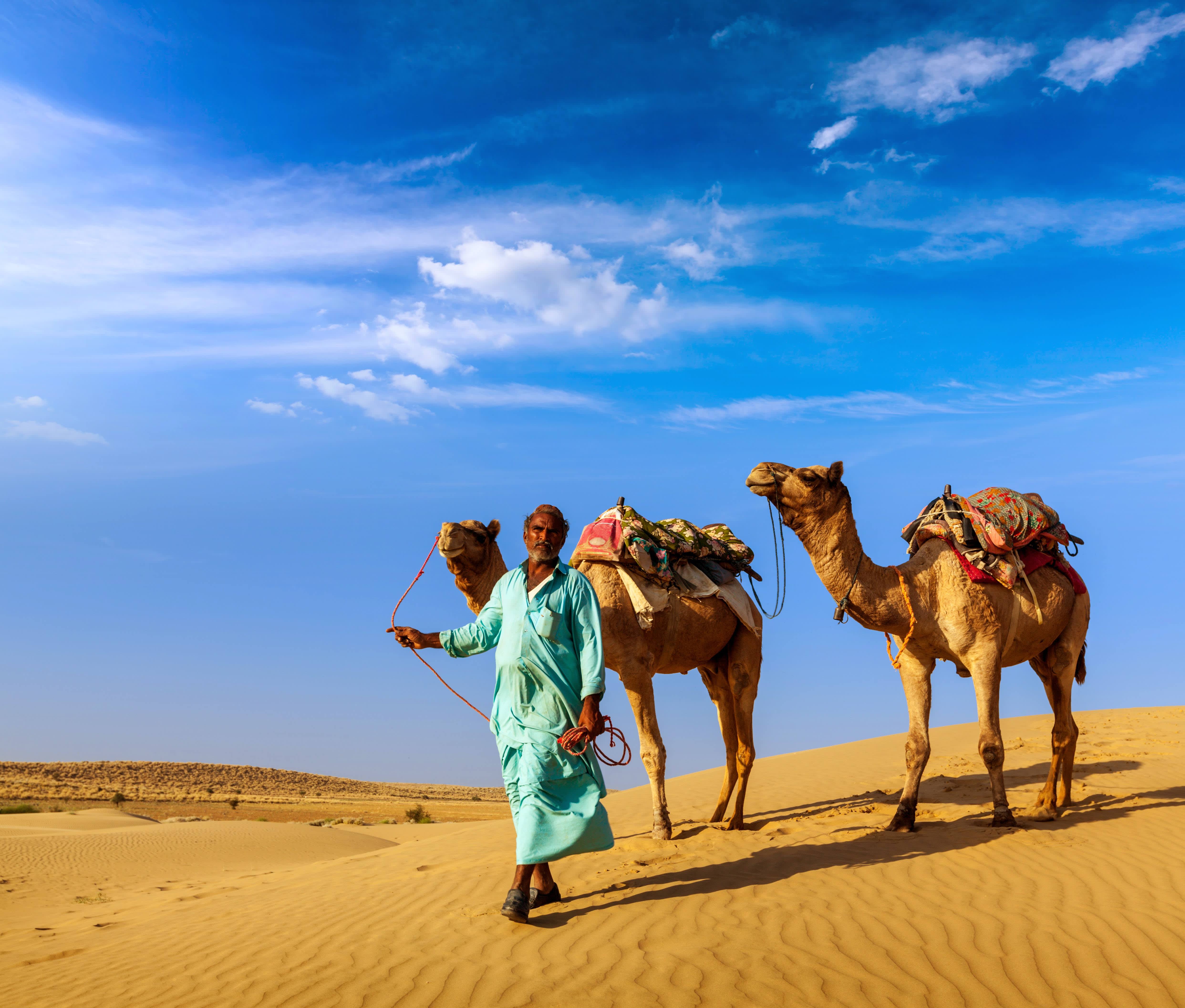 Kamele beim Jaisalmer Wüstenfest