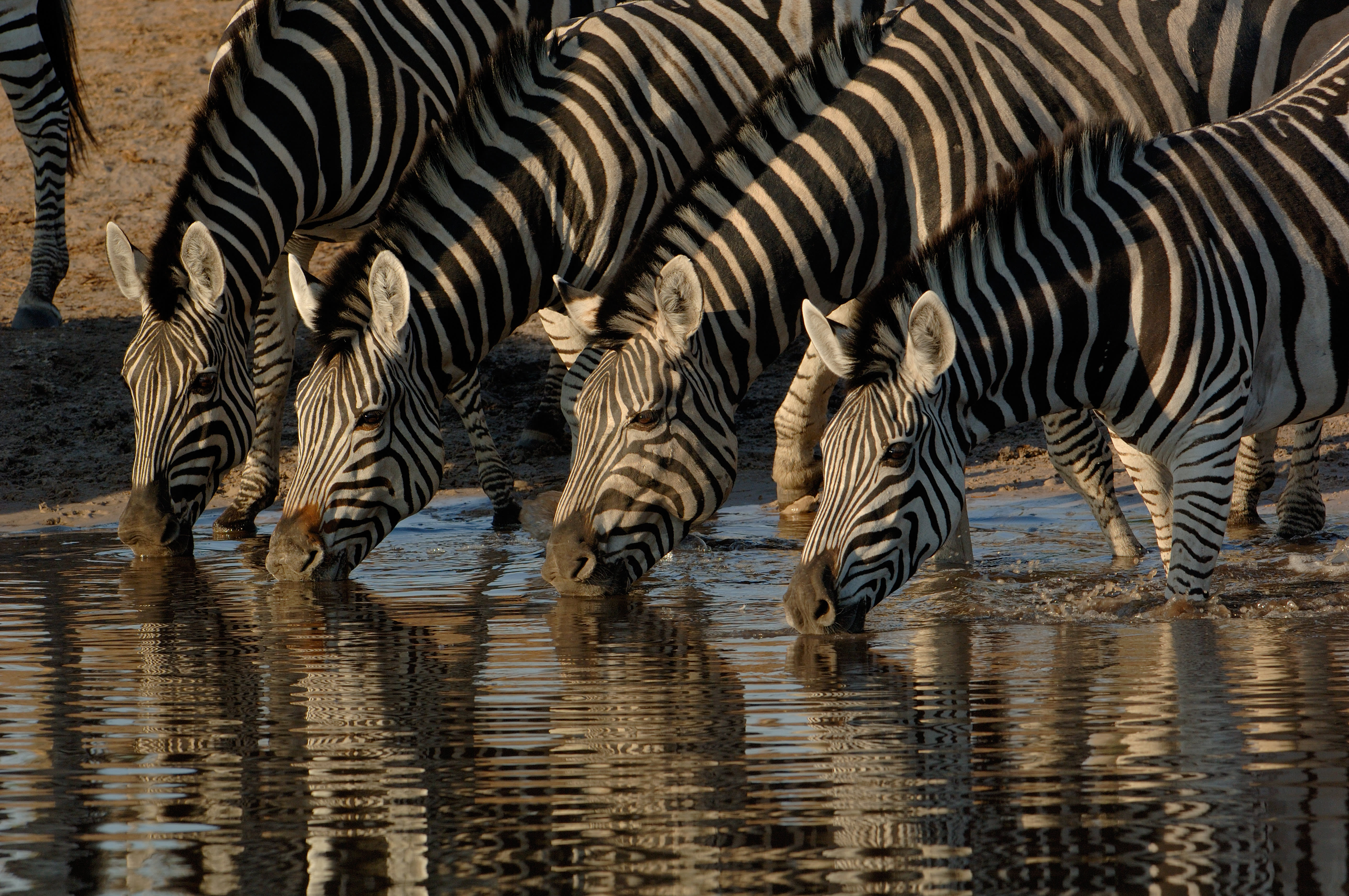 Burchell_s zebra, Savuti _ Linyanti, Botswana, Africa, shutterstock_177447452 5 Reasons To Visit Botswana During The Green Season