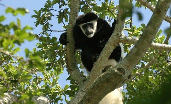 Affe klettert auf den Baum 