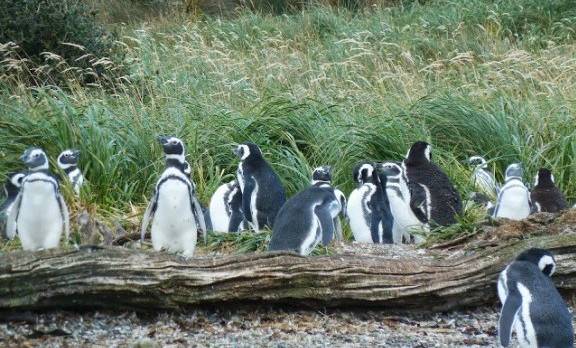 southern-patagonia-chilean-tierra-del-fuego-cape-hornaustralis-cruise-fauna-penguings-by-ingrid-vultorius-1-e1430986593641