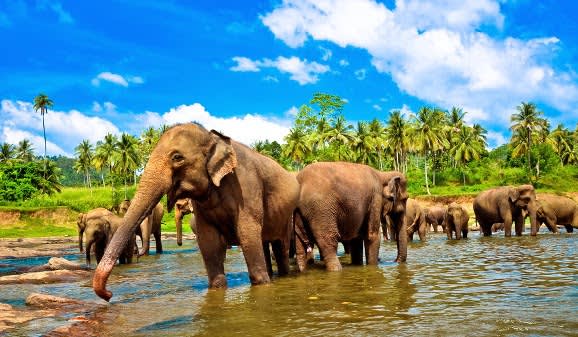 Elefanten durchqueren einen Fluss, Sri Lanka