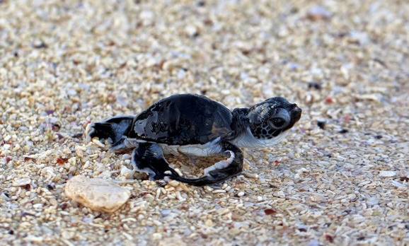 green-sea-turtle-hatchling-making-its-first-steps-from-the-beach-to-the-sea-shutterstock_116010559