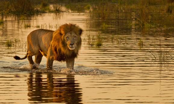 Löwe im Okavango Delta