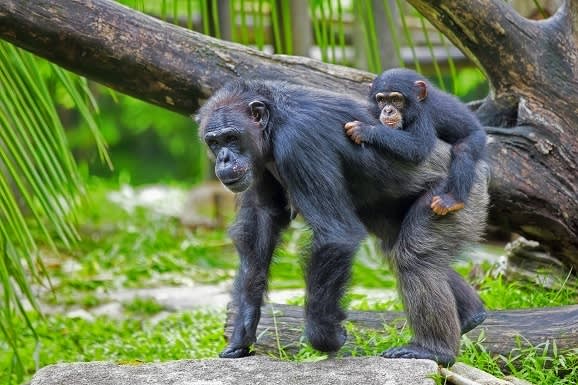 common-chimpanzee-with-her-child-in-the-wild-rwanda-