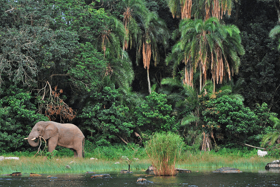 Gründung des Rubondo Nationalparks