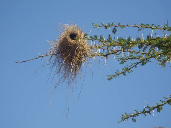 bird's nest