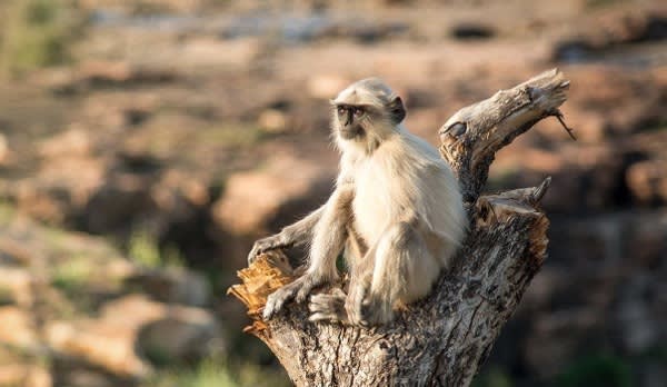 Ein Hanuman-Langur Lagur Affe sitzt auf einem Baumstamm im indischen Dschungel