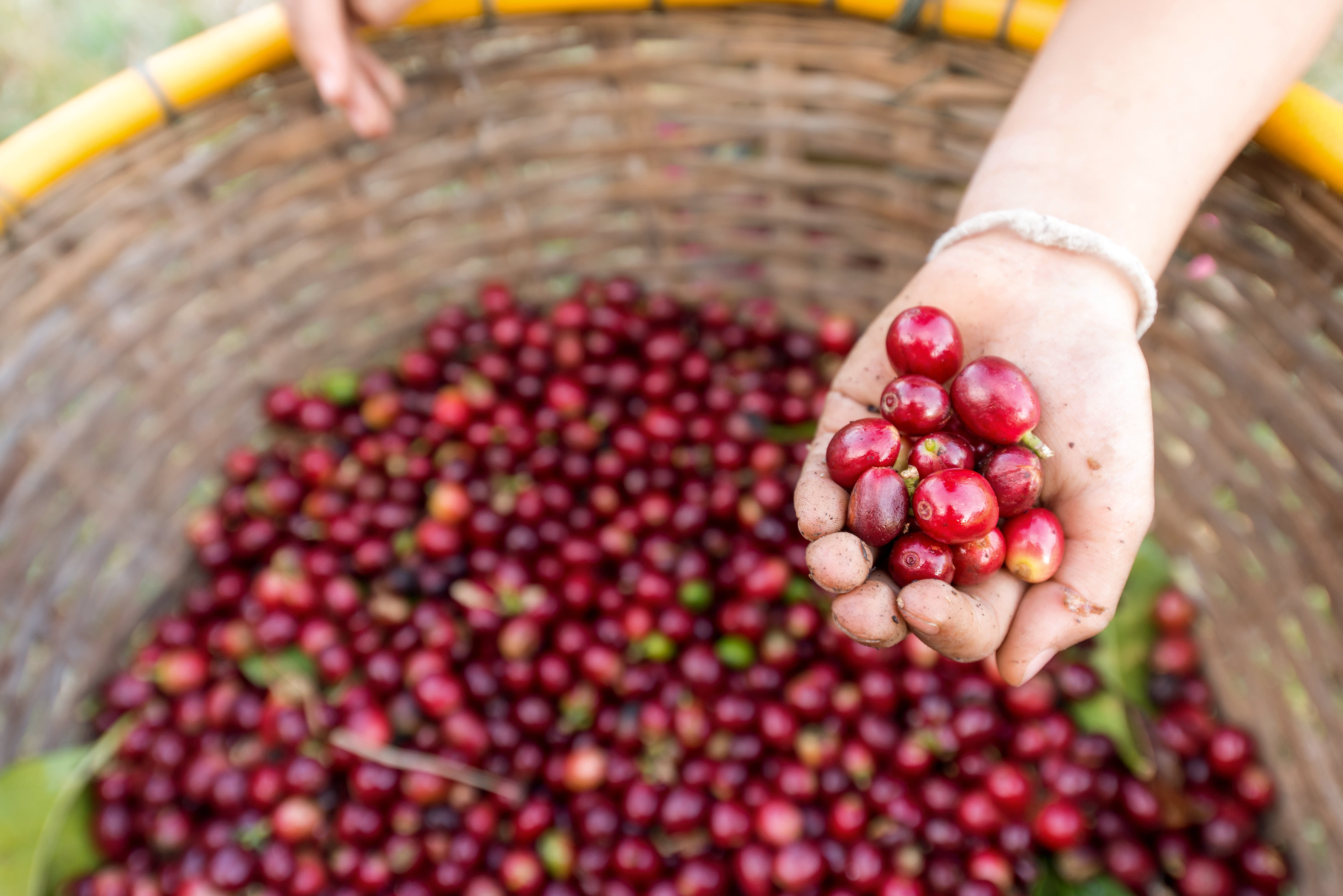 Frisch gepflückte Kaffeebohnen in Costa Rica
