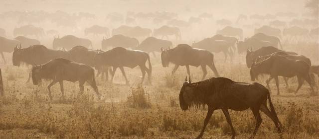 Große Tierwanderung in der Serengeti, Tansania