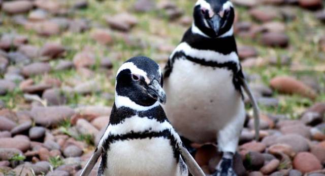 Our Pick: Five Enchanting Animal Encounters