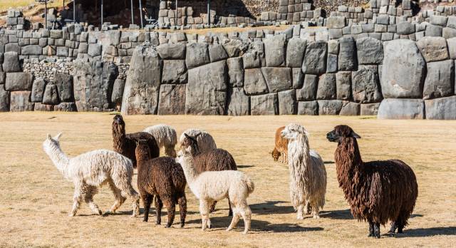 Guanacos in Cusco