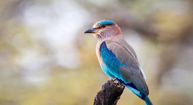 Eine Indische Blauracke (Vogel) sitzt auf einem Baum