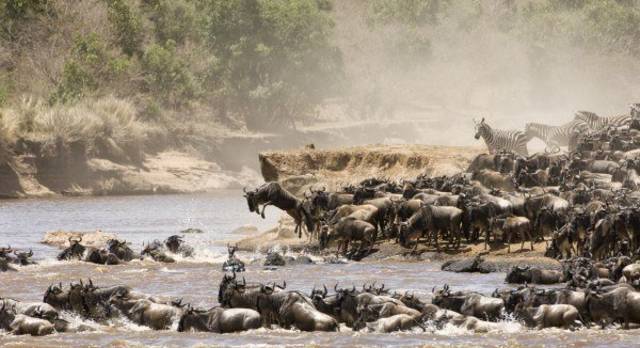 Gnus und Zebras kreuzen einen Fluss bei der Tierwanderung