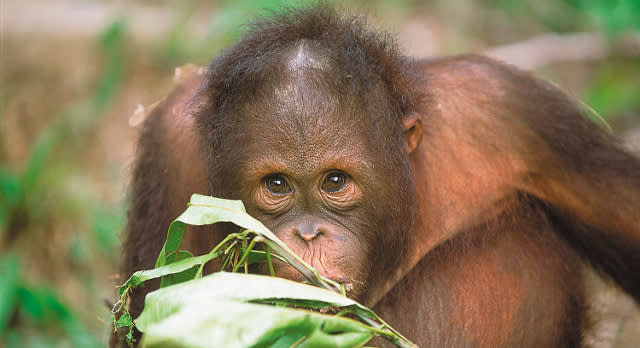 Orangutans