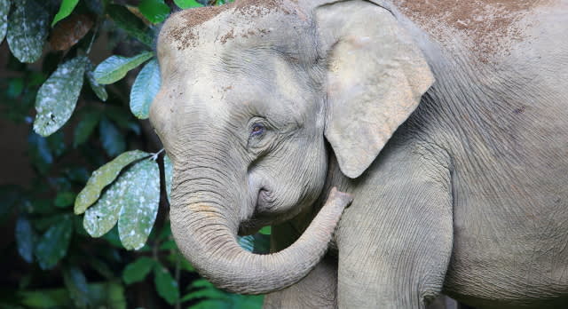 Malysian Pygmy Elephants