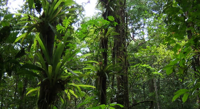 Wild and Wonderful Tours in the Brazilian Amazon