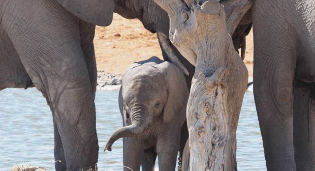 Elefanten im Etosha Nationalpark