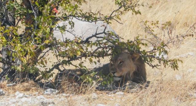 Löwe im Etosha Nationalpark