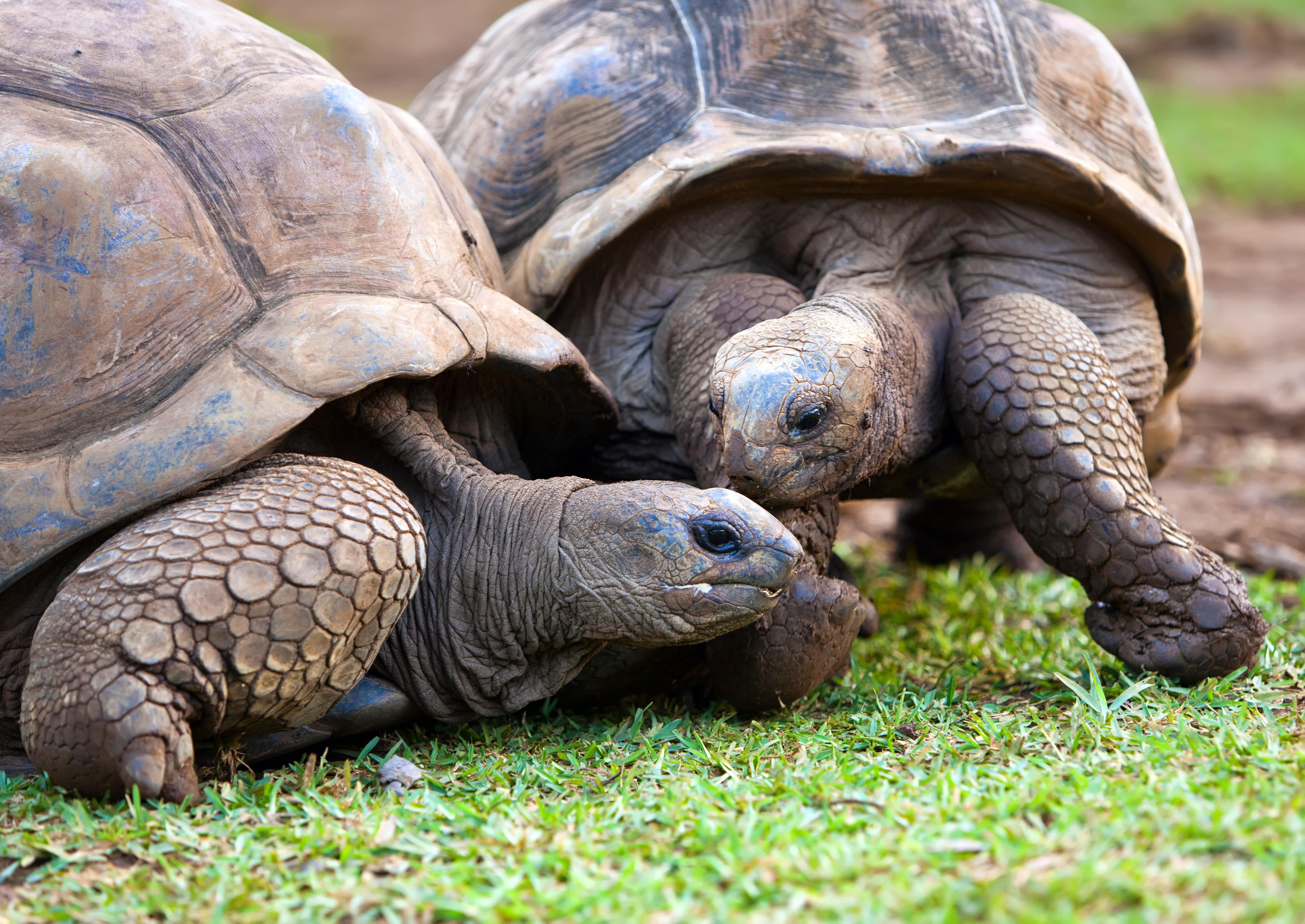 Die Riesenschildkröten sind so etwas wie das Maskottchen von Mauritius