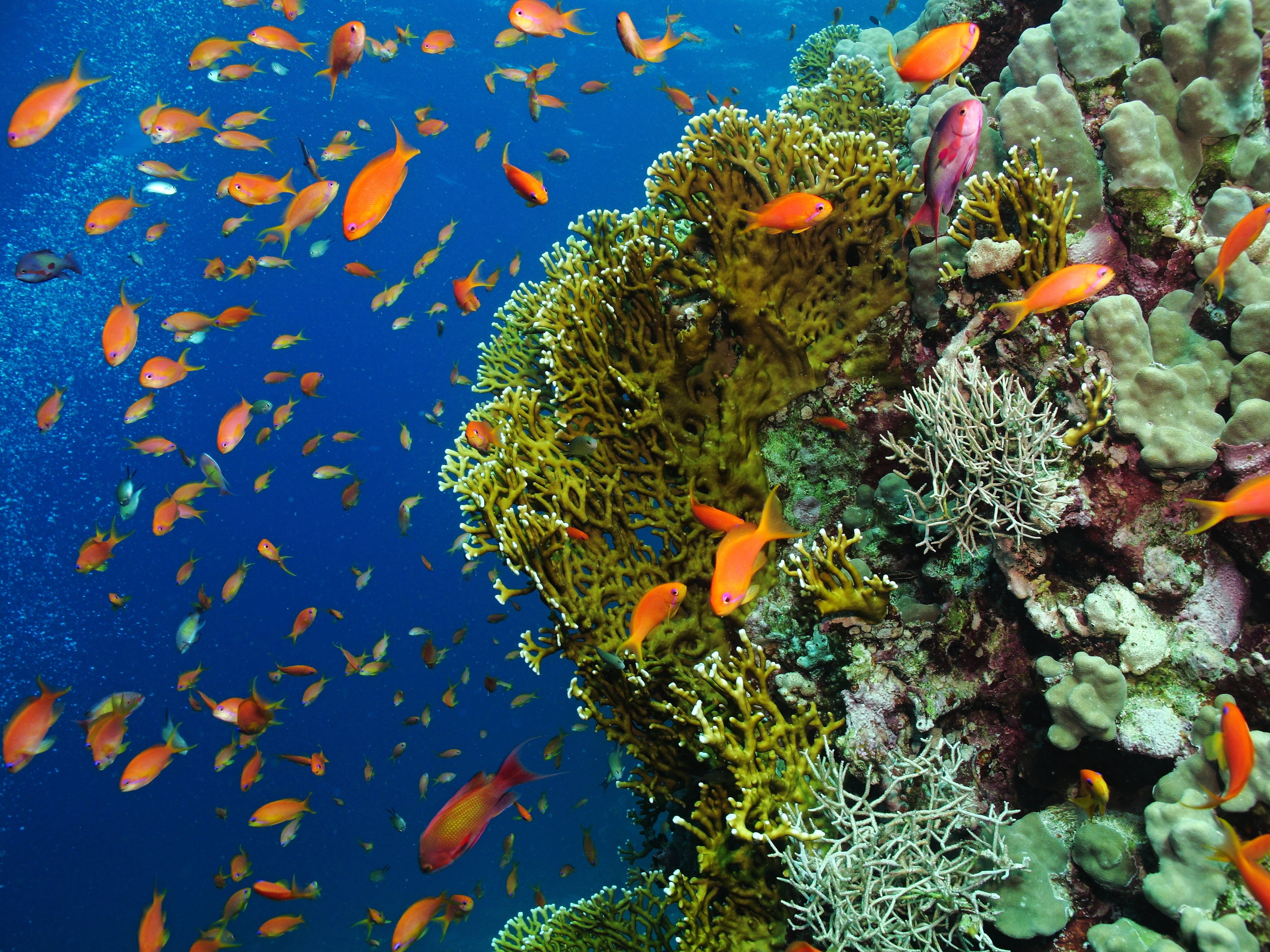 Unterwasserbewohnern von Mauritius