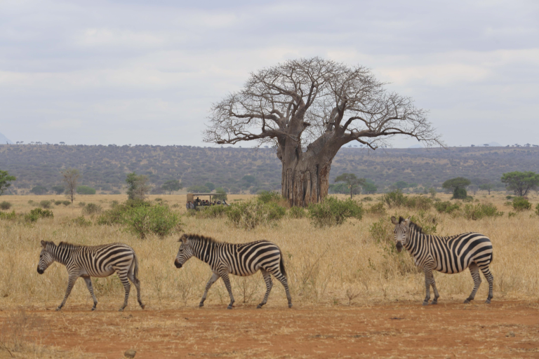 Tarangire Der Geheimtipp In Ostafrika Enchanting Travels