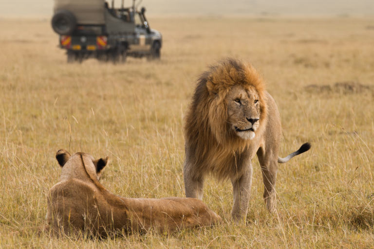 How to Choose the Right Safari Destination