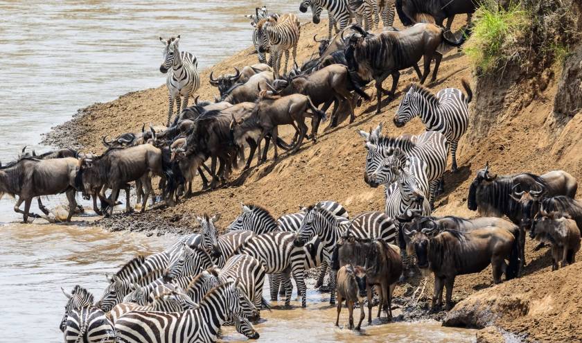 Zebras und Gnus durchqueren einen Fluss in der Masai Mara in Afrika