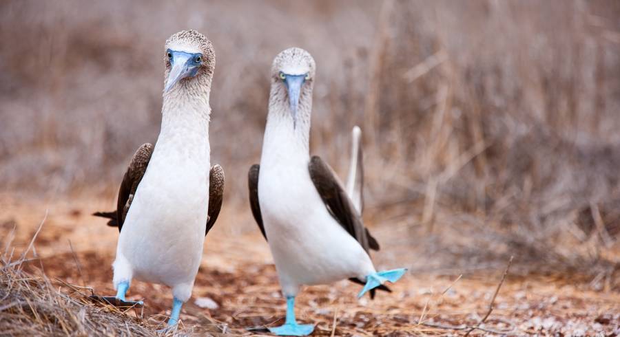 Enchanting Travels Sudamérica Tours Galapagos Boobies