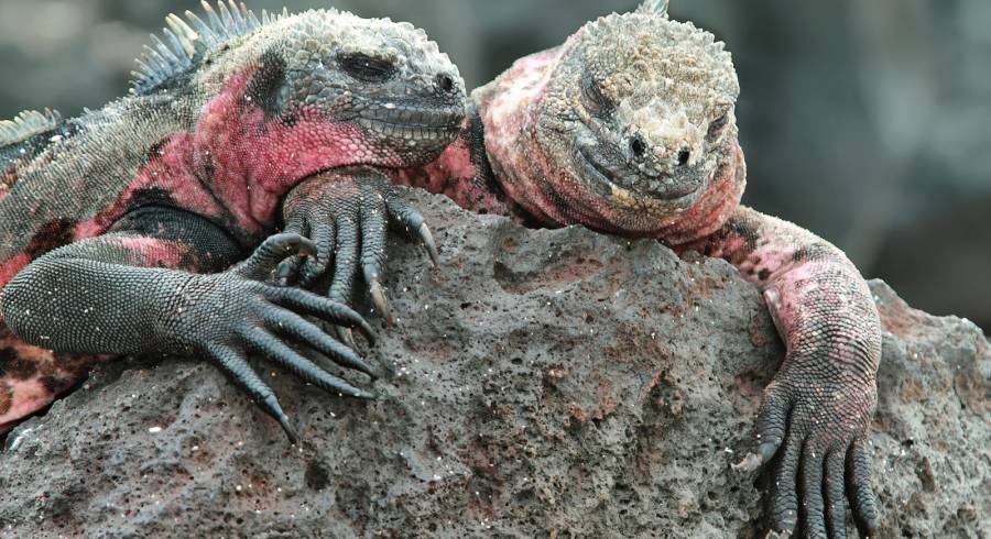La Espanola island, Galapagos, Ecuador