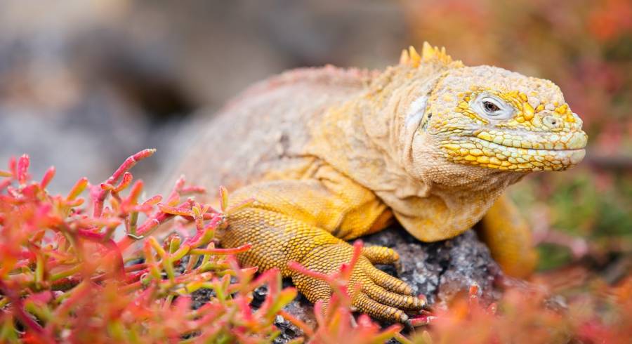 Iguana terrestre en Galápagos, América del Sur