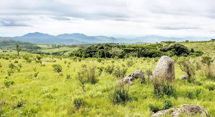 Shire Highlands in Malawi - plantations and vineyards