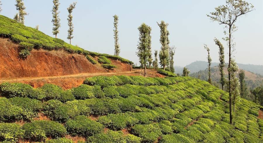Tea plantation in Wayanad