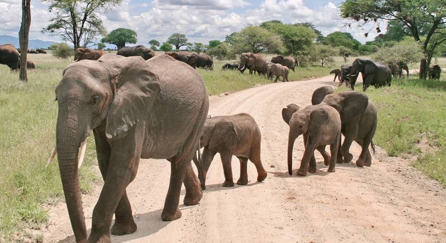 Ein Refugium in Tarangire