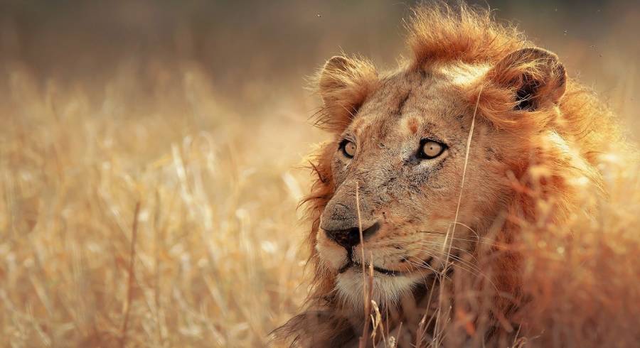 Kruger: The Best South African Safari Adventures