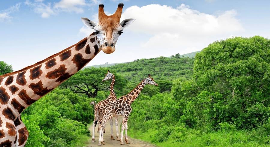 Kruger: giraffes