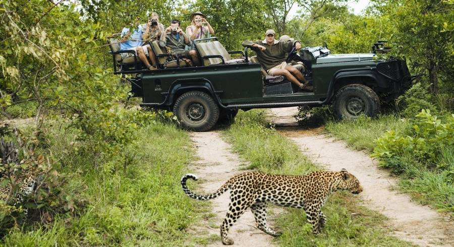 Kruger: The Best South African Safari Adventures