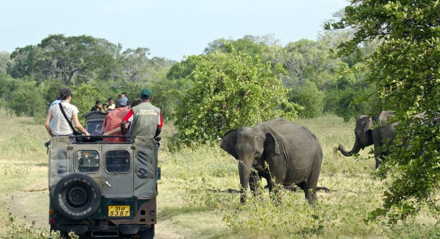 The Best Wildlife Experiences on your Sri Lanka Tour - Enchanting Travels