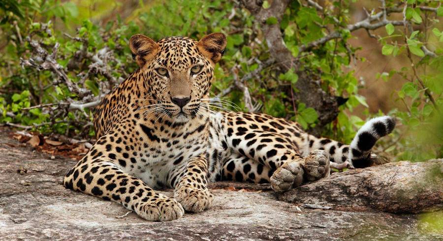 The Best Wildlife Experiences on your Sri Lanka Tour