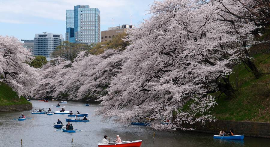 Ikonische Kirschblütenbäume von Tokio