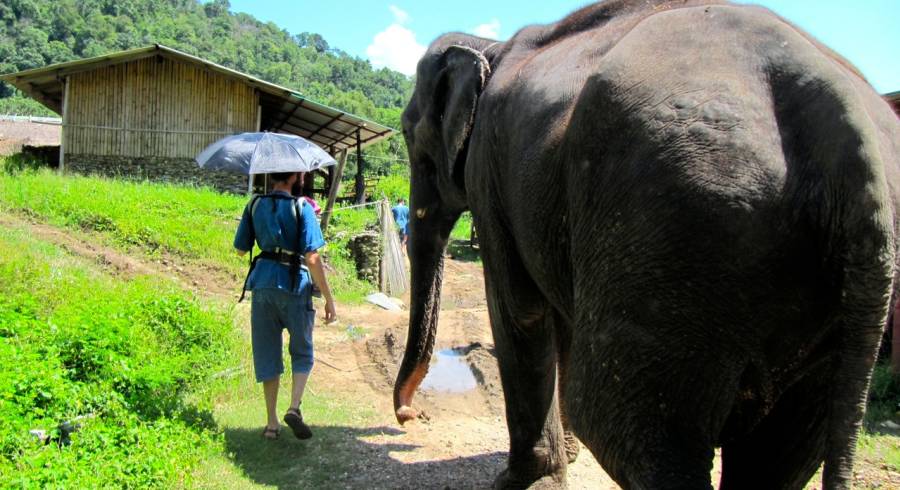 Das Tung-La-Korn Elephant Rescue Center in Chiang Mai 