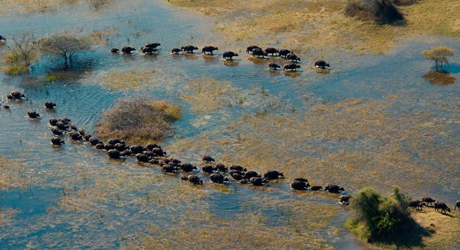 In Love With Botswana: Walk in the Wild on Your Safari Tour