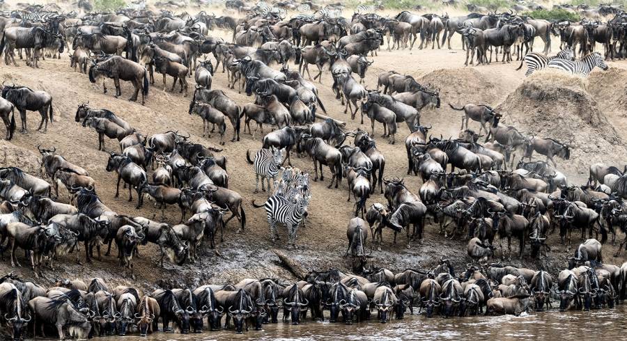 The Great Migration of wildebeest