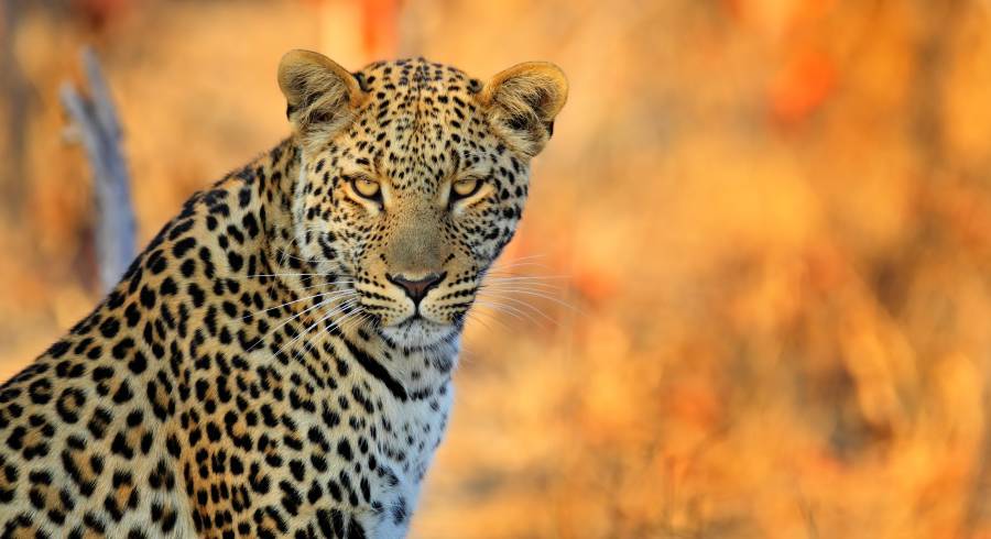 How to Choose the Right Safari Destination