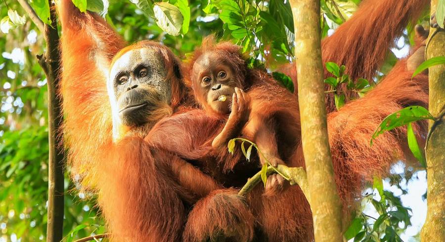 Enchanting Travels Indonesia Tours Female Sumatran orangutan with a baby hanging in the trees, Gunung Leuser National Park