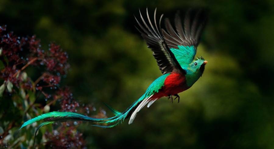 Encantador vuelo resplandeciente Quetzal, Pharomachrus mocinno, Savegre en Costa Rica, con bosque verde en el fondo.  Magnífico pájaro sagrado verde y rojo.  Momento de vuelo de acción con Resplandeciente Quetzal.