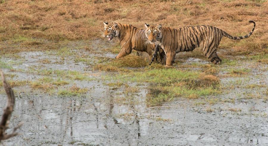 Photo Courtesy - Timothy Brooks; India safari