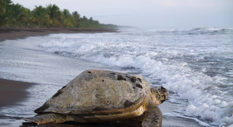 Sea turtle diggin in the sand to put her eggs on August 2010, in Tortuguero National Park, Costa Rica